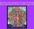 Ejercicio-2-Para-re-asignar-energia-del-borde-exterior-del-capullo-hacia-el-centro-del-cuerpo
